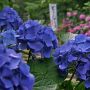 梅雨のなかなか晴れないこの時期、曇りでも映える紫陽花は本当に貴重な花です♪