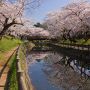 【栃木の桜】真岡市・行屋川沿いの桜 真岡市街での桜見物ならここですね～