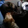 Hoopje hond