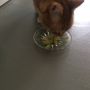 Mijn katten zijn dol op avocado, is dat normaal?