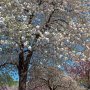 【天平の丘公園の八重桜】桜の木の下では場所取りも熱い 