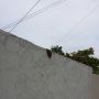 Bees swarming again. Mangrove and Cienega.
