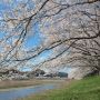 【桜紀行2014】栃木市・宮の桜堤の桜 河川敷に広がる桜のカーテン
