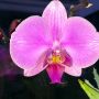 Hallo orchidee :D #beauty