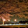 【栃木の桜】壬生町・東雲公園の桜 橋の近くはそれなりに光量があるので夜桜もなんとか(ry