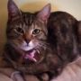 Thanks to @cabbierach10 for adopting the kitten (jessie) dumped on my doorstep Sat night. Your a star Rachael. 