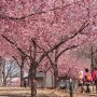 【宇都宮城址公園の河津桜2017】隊列(たいれーつ)、前進！！ 