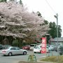 今日も昨日に引き続き桜詣 茨城県石岡市の常陸風土記の丘に行ってｷﾀ━━ヽ(ﾟ∀ﾟ )ﾉ━━!! 