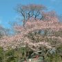 今日は宇都宮市内の桜を偵察に出掛けたのですが慈光寺境内の桜(たぶんエドヒガン)が早くも咲いてました！