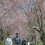 【常陸 風土記の丘】ソメイヨシノに較べて色の濃い枝垂れ桜は個人的にも好みなんだなぁ 垂れている枝ぶりも風情があって(・∀・)ｲｲ!! 