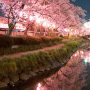 【真岡市・行屋川水辺公園の桜】多少ブレてしまったのも味よ味！ ｍ9っ｀Д´) ﾋﾞｼｯ!!