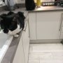 Trying to cook these days is becoming cat management... #FollowingMeEverywhere