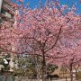【宇都宮城址公園の河津桜2017】街中の公園なので周りにビルやらマンションが立ち並んでいるのが(ry 