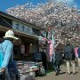 【天平の丘公園の八重桜】呉服屋さんみたいなお店も出てる 
