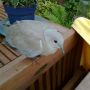 Hallo meneer Duif