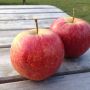 Vandaag appels plukken van de iPhoneclub-appelboom. Dit zijn twee van de ca. 100 appeltjes. 