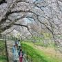 【権現堂桜堤】利便性を追求しての事とは思いますが行く度に公園化が進んでいますな 個人的には10年位前の自然な感じが好きだったんだが