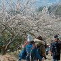 【筑波山梅林2017】歩道にそって植えられた白梅は今が満開です 紅梅は残念ながらほぼ終わってしまいましたが白梅はしばらく楽しめそうです 