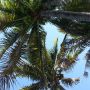   Gelukkig is er schaduw van palmbomen. #naples