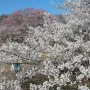 【天平の丘公園】淡墨桜はソメイヨシノ等に比べると花は小ぶりで可愛い感じです 