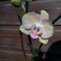 Jeeeej mn #orchidee bloeit
