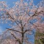 【栃木の桜】5月中旬～下旬に見頃を迎える奥日光・中禅寺湖周辺の桜 GWが終わっても栃木の桜はまだまだ終わらない！