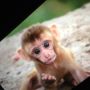 Shot some monkeys today. 
