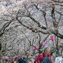 【権現堂桜堤】春の散歩道