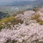 【栃木の桜】桜の名所として知られる太平山周辺の桜 山頂から麓まで見所たっぷりです 桜の時期は交通規制がありますのでご注意を