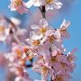 【天平の丘公園】寒桜でしょうか 淡墨桜以外の桜も咲いてました 