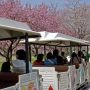 【天平の丘公園】お天気は明日まで保ちそうなのでお近くの方はどうぞ～ 栃木の桜はまだまだ終わらんぞ～