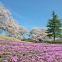 【長峰公園】芝桜と桜のコラボ