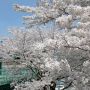 【黒磯公園】時計脇のこの桜が一番綺麗 螺旋階段のおかげで間近で見れちゃいます