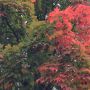 Herfst