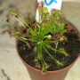 Drosera onbekend :D deze kreeg ik gratis, op t kaartje staat #bonus haha #vleesetendeplant