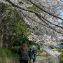 【埼玉県・大宮公園の桜】平日だというのに朝から続々とお客さんがやってきます ここの桜見物一番の鬼門は駐車場の確保だと悟ったｗ 