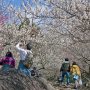 【筑波山梅林2017】見上げればそこは梅の回廊 カメオタでなくとも写真を撮りたくなりますよねー 