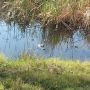 Krokodil in Aransas National Wildlife Refuge
