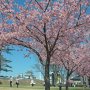 【宇都宮城址公園の河津桜】ソメイヨシノよりも濃い色の花が青空に映えます♪