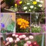我が家の庭が良い感じぃ〜♪(´ε｀ )春にお花を見るのはいいね！冬にボツボツやっていたかいがあったべさ☆