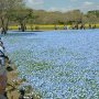 【ひたち海浜公園2016】花の咲き誇る丘の縁には写真を撮る方々がズラリと並ぶｗ 
