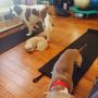 Dog Pilates 
