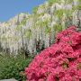 【あしかがフラワーパーク2015】脇に植えられたツツジが綺麗♪ これで蕾のシャクヤクが咲いていればもっと良かったんだが