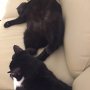 Thanks for leaving me an inch of sofa, guys... Angus and Suzi, purring n snoring #cats 