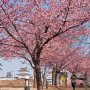 【宇都宮城址公園の河津桜2017】やはり桜は梅と違って密集して咲くので絵になるな♪ 梅は広角で撮るとイマイチなんだよな 