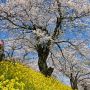 【栃木の桜】さくら市にある早乙女の桜並木 約100本の桜と土手に群生する菜の花のコントラストが美しい場所です