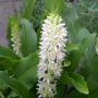 Eucomis #annanasplant