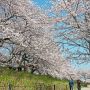 【権現堂桜堤】花は見上げて撮るべし