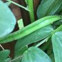 While Im oot, may as well check on the produce... broadbeabs gettin fatter, peas ready, broccers comin on, blueberries appearing...