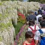 【あしかがフラワーパーク2017】80メートル続く白藤のシャワー 大藤よりも個人的にはこっちのが好きだったりするんだなー 